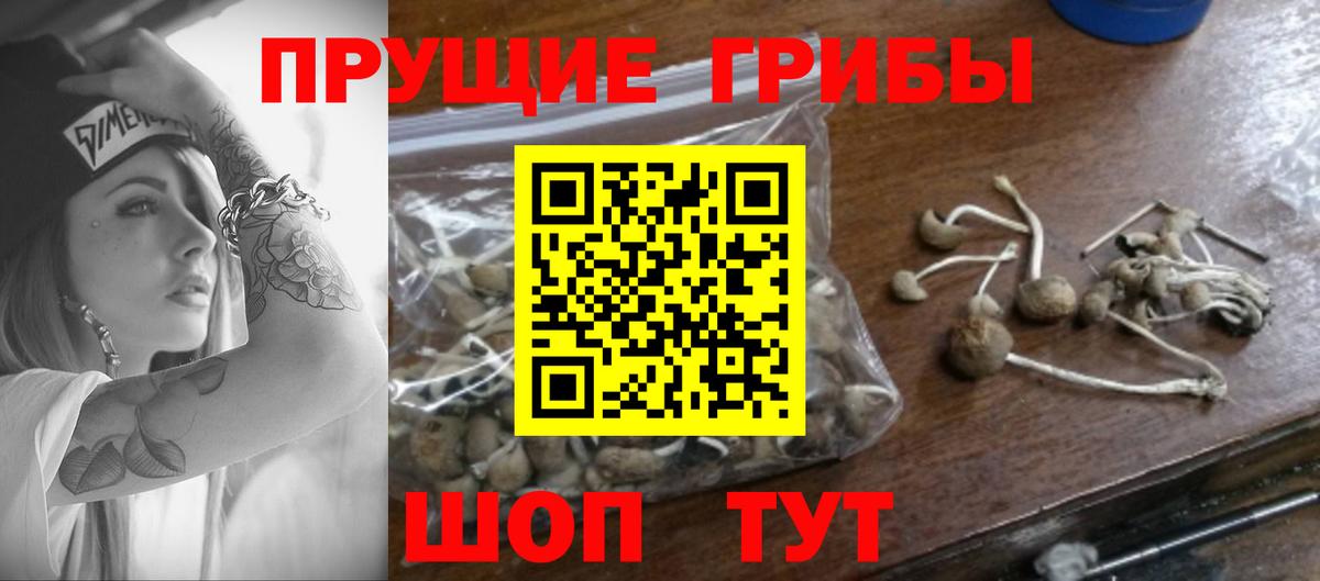 Псилоцибиновые грибы прущие грибы Гусь-Хрустальный